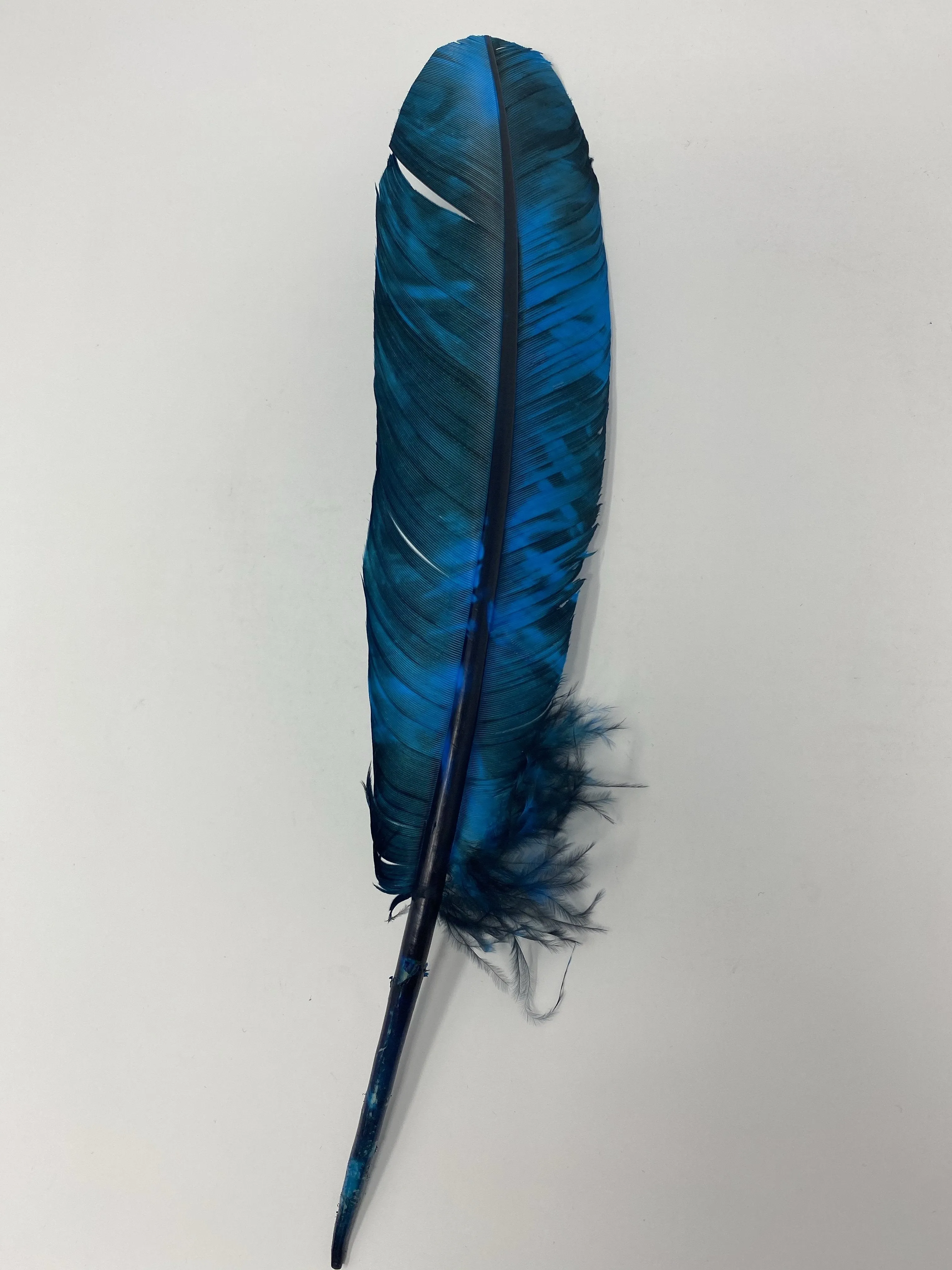 Turkey Feather-Royal Blue Painted